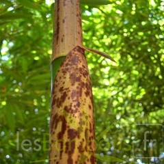 PbamAuTX060427-2710