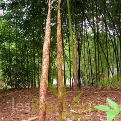 PbamAuTX060425-2687