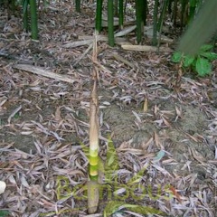 2006NewGrowth small