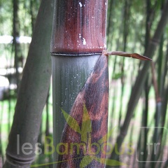 P. nuda newshoot(small)