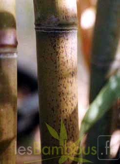 Phy.nuda localis1