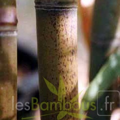 Phy.nuda localis1