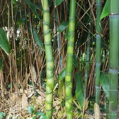 Phyllostachys aurea