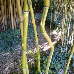 Phyllostachys aureosulcata spectabilis