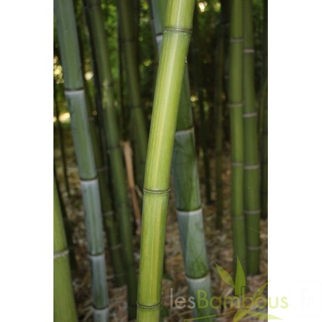 phyllostachys-iridescens