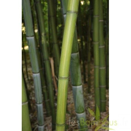 phyllostachys-iridescens.jpg