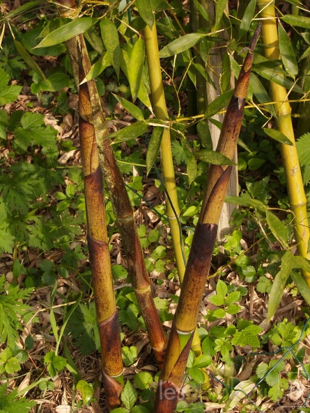 Phyllostachys-Iridescens--3-