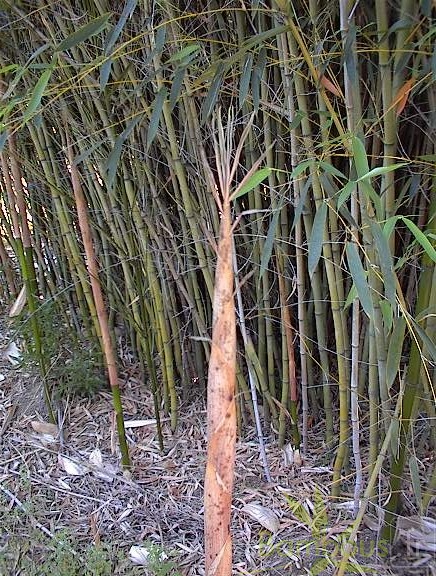 bamboo shoots 010