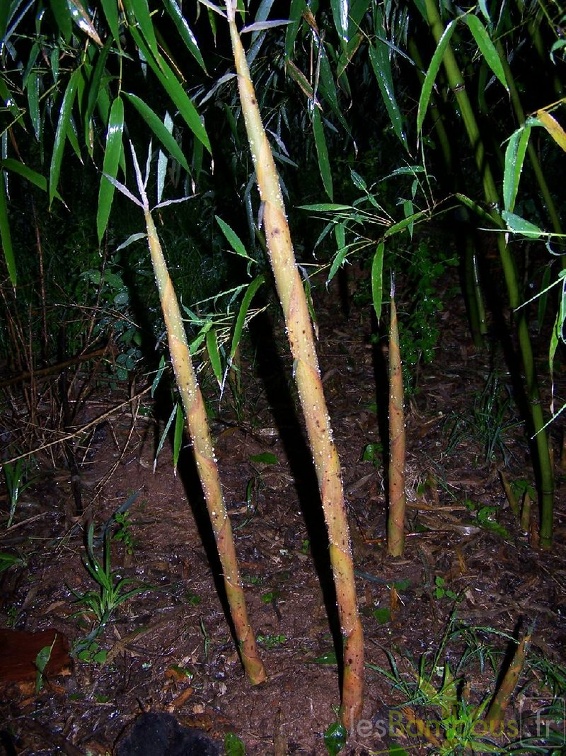 propinqua2