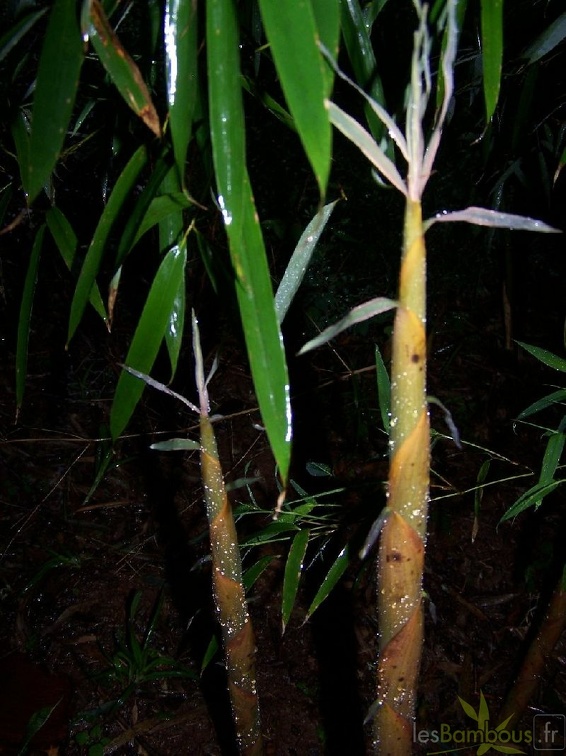 propinqua3
