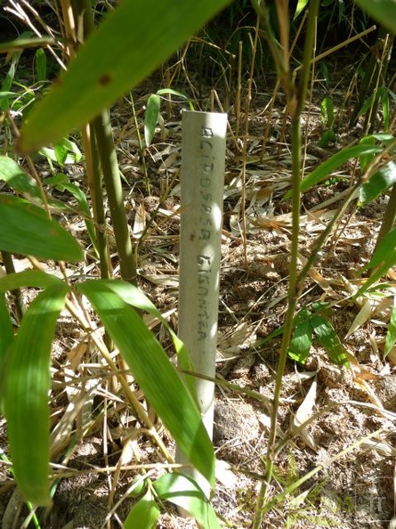 acidosasa.gigantea.0345