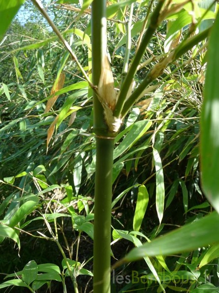 acidosasa.gigantea.0349