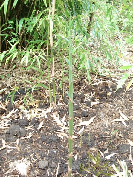 acidosasa.gigantea.09709