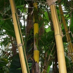 Vulgaris.Vittata