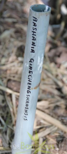 bashania.qingchengshanensis 0760