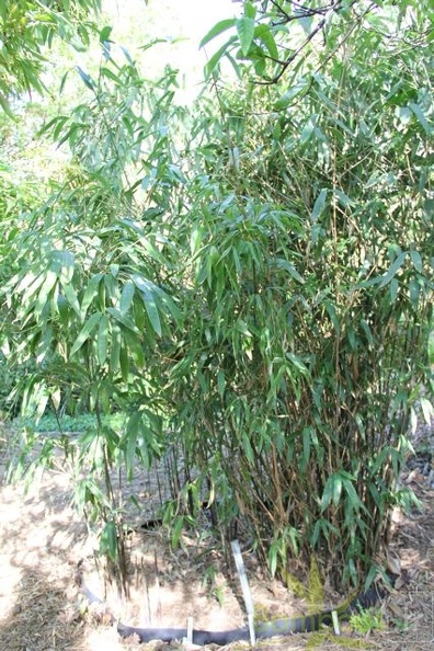 bashania.qingchengshanensis 0763