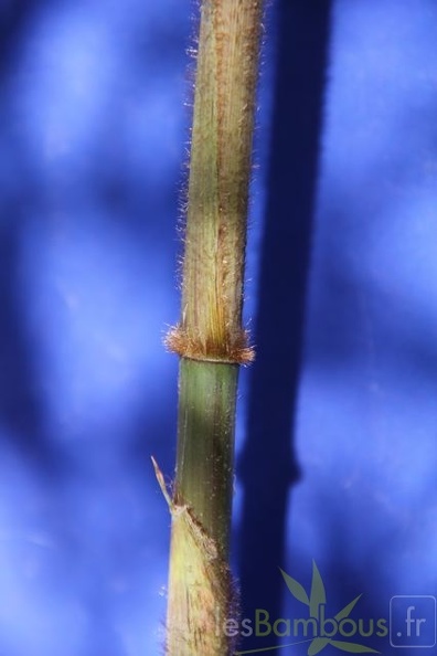bashania.qingchengshanensis 0766