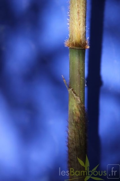 bashania.qingchengshanensis 0767