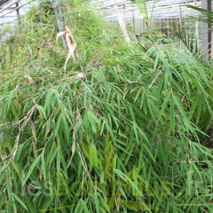 BORINDA LUSHUIENSIS Yunnan 4