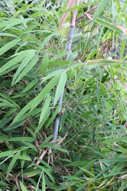 BORINDA LUSHUIENSIS Yunnan 4 2