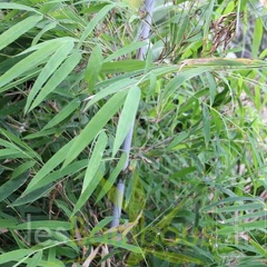 BORINDA LUSHUIENSIS Yunnan 4 2