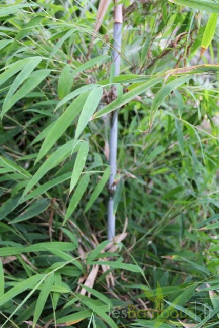BORINDA LUSHUIENSIS Yunnan 4 3