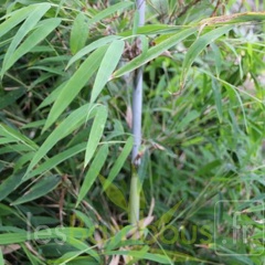 BORINDA LUSHUIENSIS Yunnan 4 3