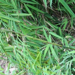 BORINDA LUSHUIENSIS Yunnan 4 4