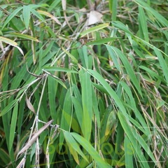 BORINDA LUSHUIENSIS Yunnan 4 5