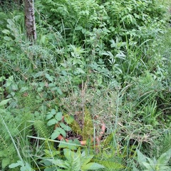chusquea.parvifolia 1019