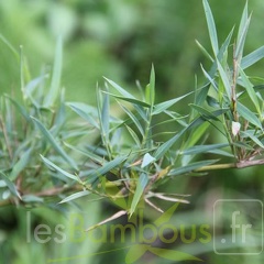 chusquea.parvifolia 1020