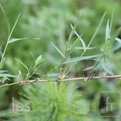 chusquea.parvifolia 1021