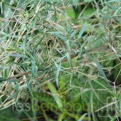 chusquea.parvifolia 1023