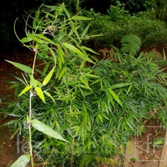 chusquea.valdiviensis 1883