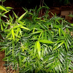 chusquea.valdiviensis 1884