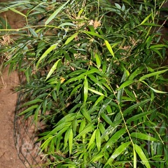 chusquea.valdiviensis 1885