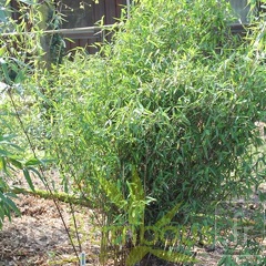 fargesia demissa F 01