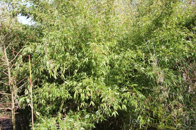denudata L1575 gold culms 001
