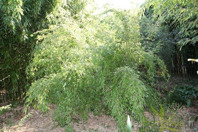 denudata L1575 gold culms 003