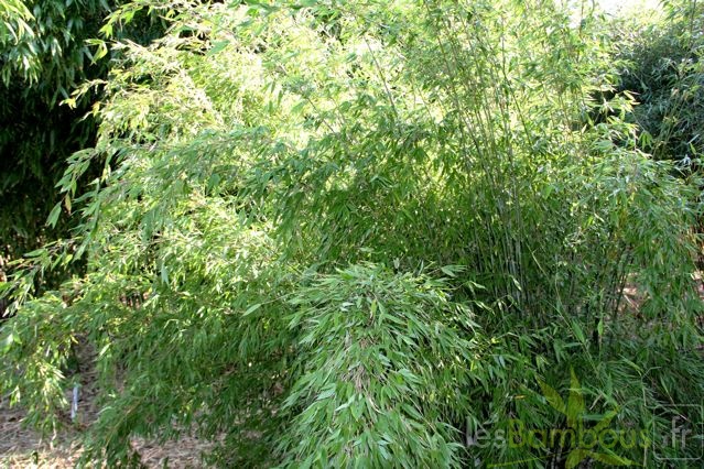 denudata L1575 gold culms 004