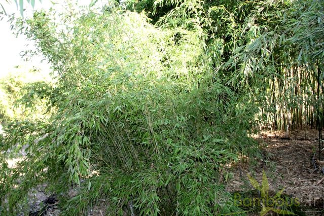 denudata L1575 gold culms 005