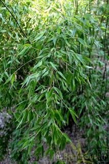 denudata L1575 gold culms 008