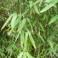 mureliae gentle giant 002