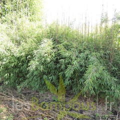 carwinion 001