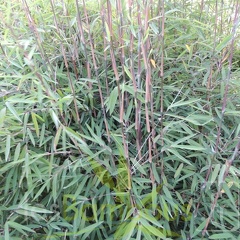 carwinion 002