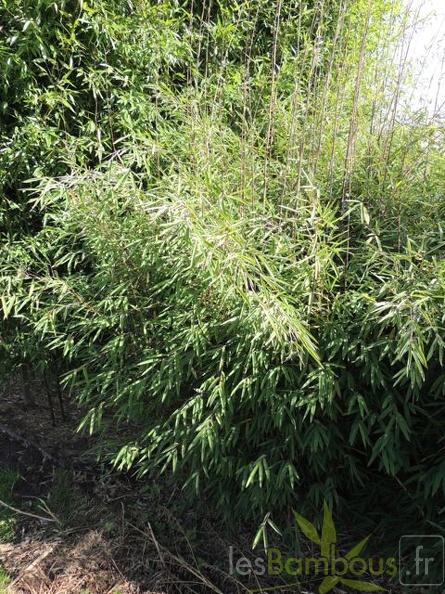 carwinion 005