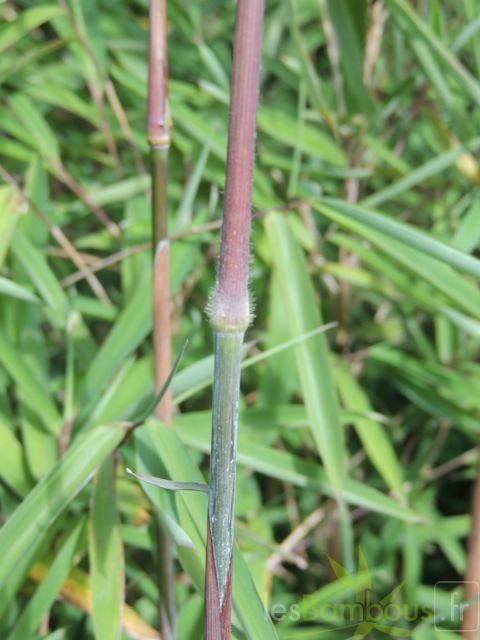carwinion 009