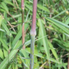 carwinion 009