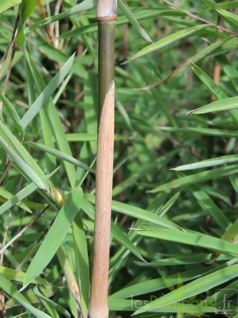 carwinion 010