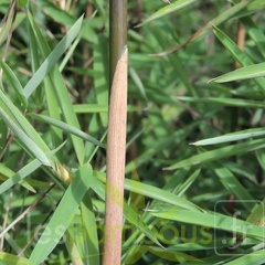 carwinion 010